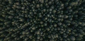 Drone beelden bomen