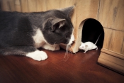 Wekelijkse schrijfopdracht - hoe vangt een kat een muis?