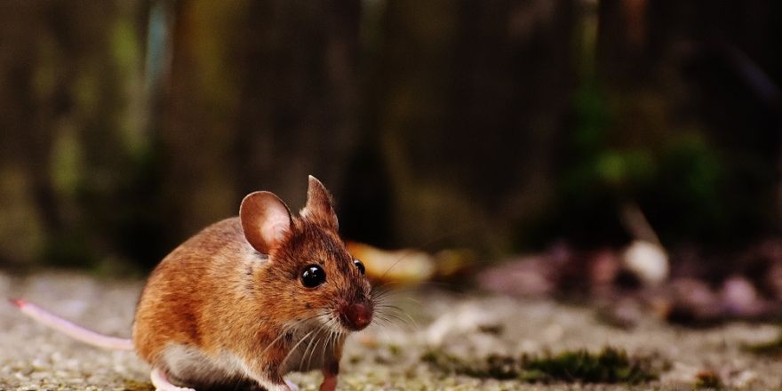 Bruine muis in een natuuromgeving